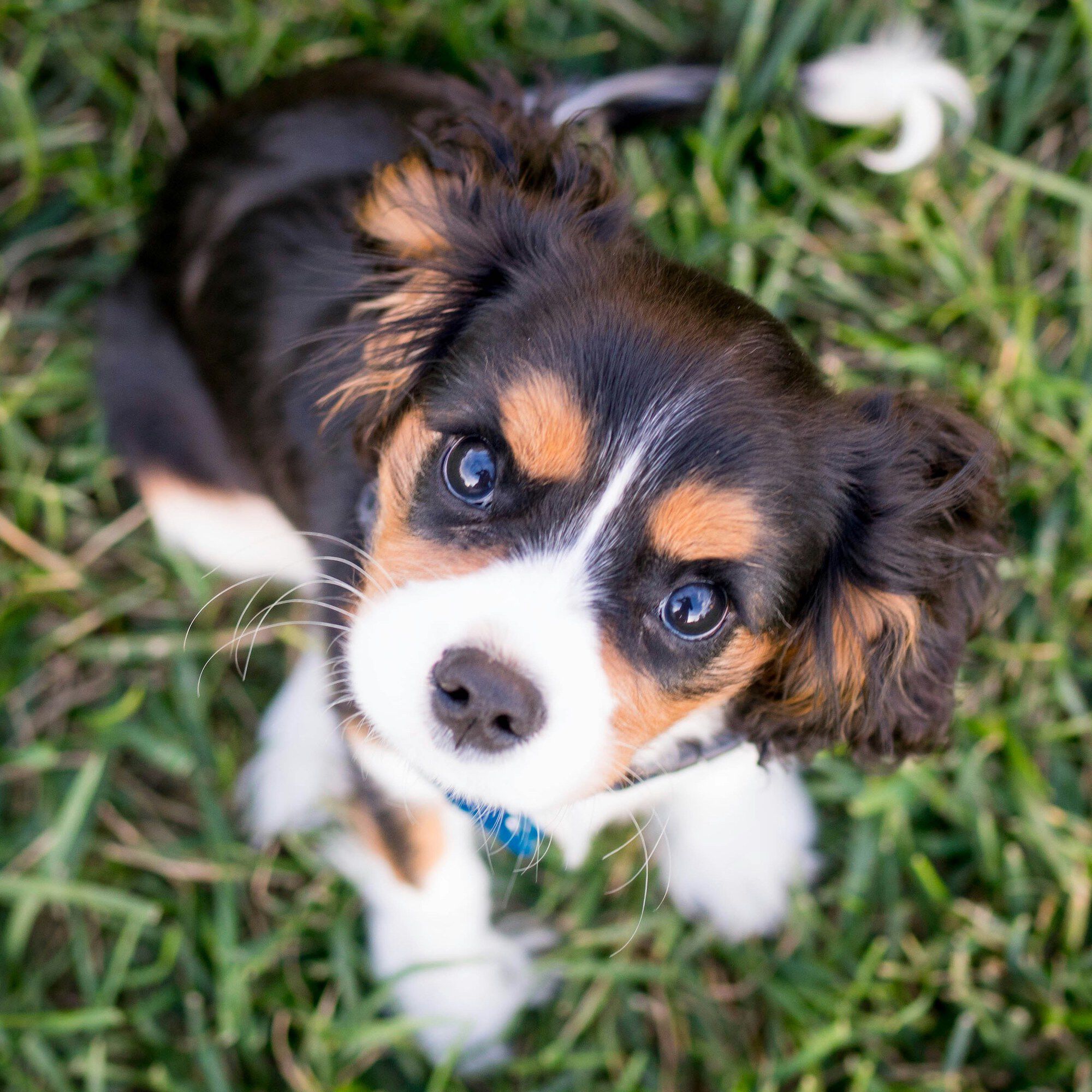 <b>CAN I FEED MY PUPPY RAW FOOD?</b><br><br>Puppies can thrive on a raw dog food diet &ndash; here&rsquo;s where to start and how to transition...</br>